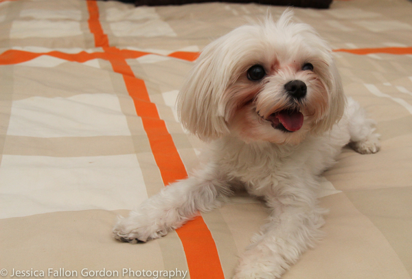 Tails of Broadway: Tony Nominee Patrick Page Poses with Georgie! Image