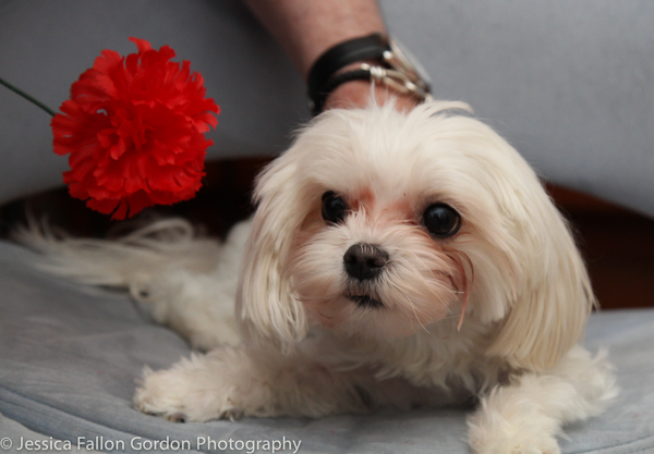 Tails of Broadway: Tony Nominee Patrick Page Poses with Georgie! Image