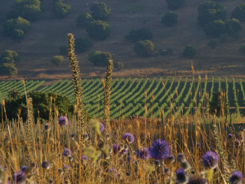 Photo Coverage: WINES OF ISRAEL – Look East to Where the Mediterranean Begins 