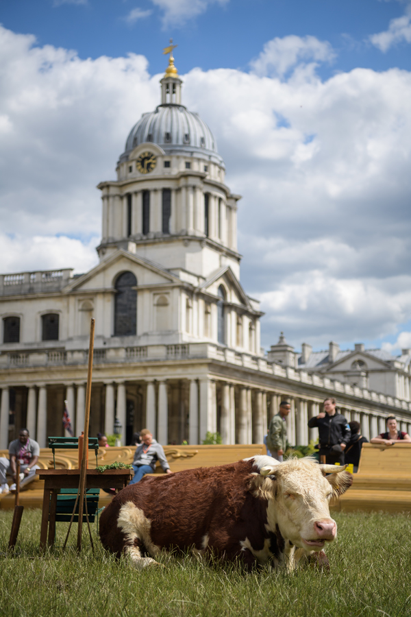 Photo Flash: Greenwich+Docklands International Festival Features PASTURE WITH COWS Image