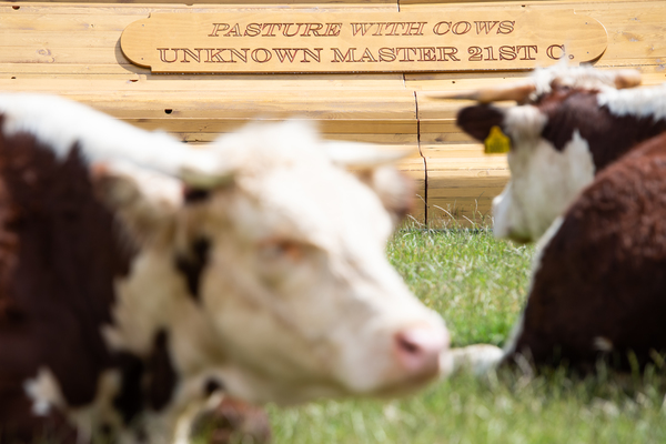 Photo Flash: Greenwich+Docklands International Festival Features PASTURE WITH COWS Image