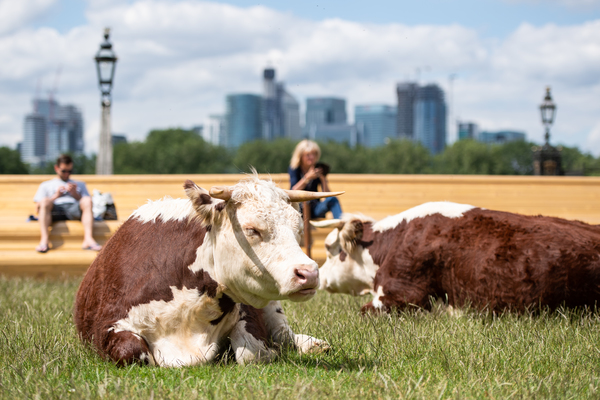 Photo Flash: Greenwich+Docklands International Festival Features PASTURE WITH COWS Image