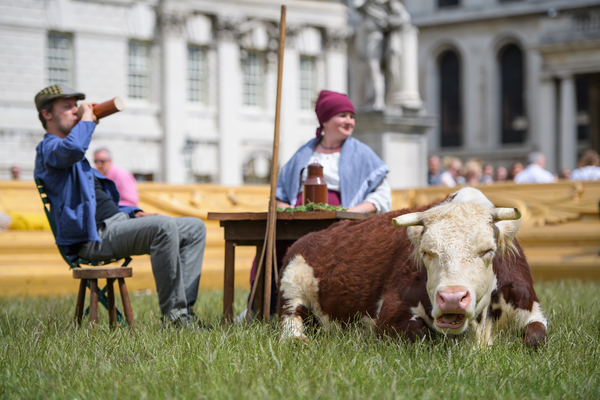 Photo Flash: Greenwich+Docklands International Festival Features PASTURE WITH COWS Image