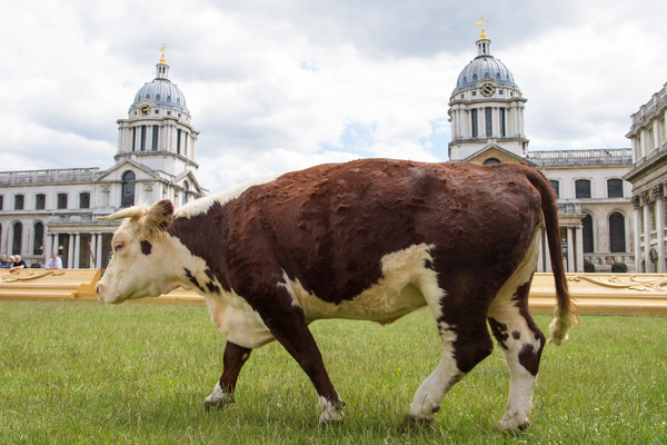 Photo Flash: Greenwich+Docklands International Festival Features PASTURE WITH COWS Image