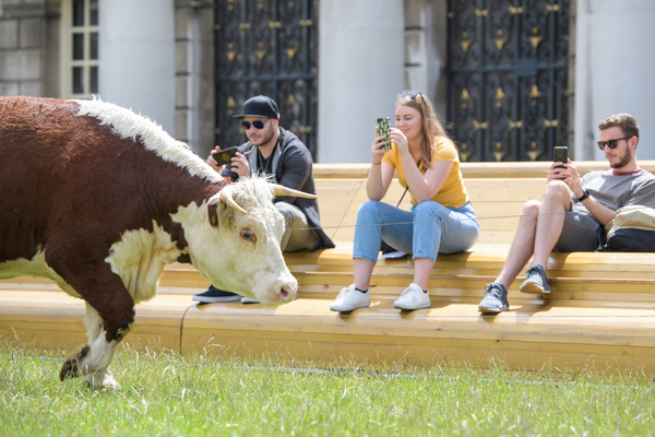 Photo Flash: Greenwich+Docklands International Festival Features PASTURE WITH COWS Image