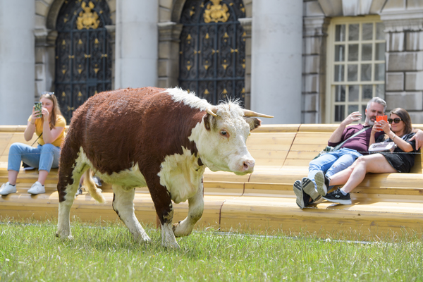Photo Flash: Greenwich+Docklands International Festival Features PASTURE WITH COWS Image