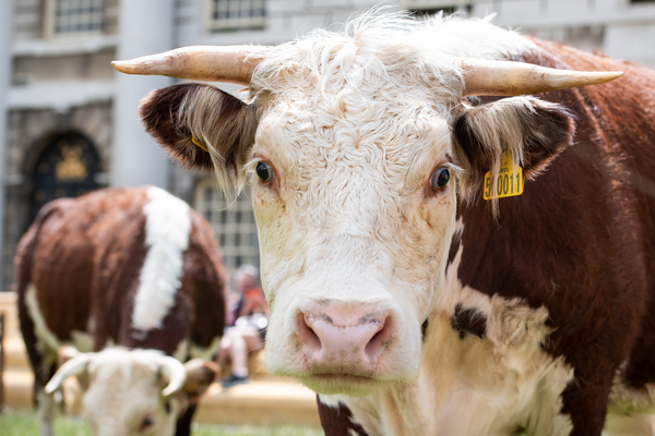 Photo Flash: Greenwich+Docklands International Festival Features PASTURE WITH COWS 