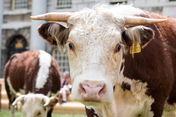 Photo Flash: Greenwich+Docklands International Festival Features PASTURE WITH COWS Image