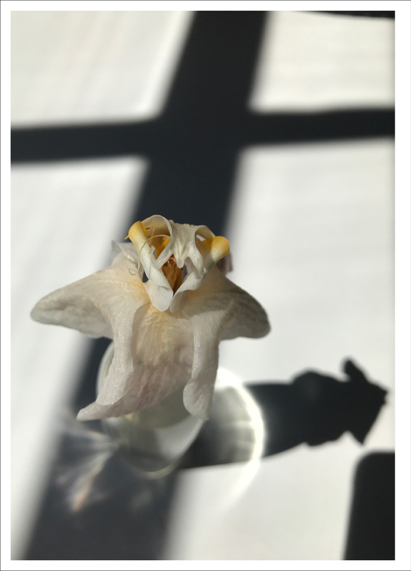 Photo Flash: First Look at Photography from Joel Grey's THE FLOWER WHISPERER Image