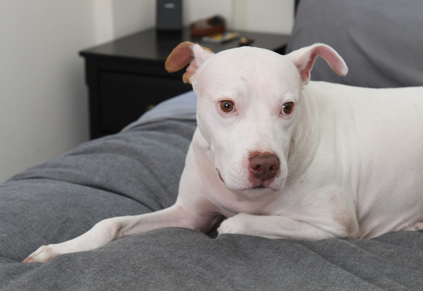 Tails of Broadway: WICKED's Riley Costello Plays Around with Ryder! Image