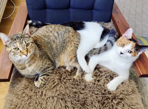 Tails of Broadway: Alice Ripley Cuddles Up with Carly and Suzy Image