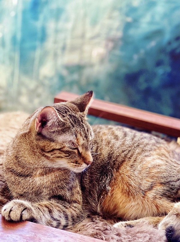Tails of Broadway: Alice Ripley Cuddles Up with Carly and Suzy Image