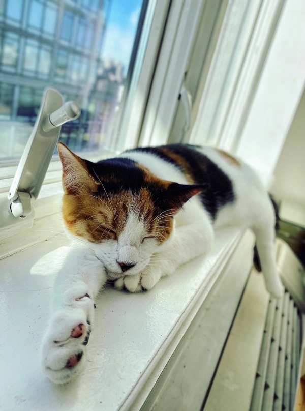 Tails of Broadway: Alice Ripley Cuddles Up with Carly and Suzy Image