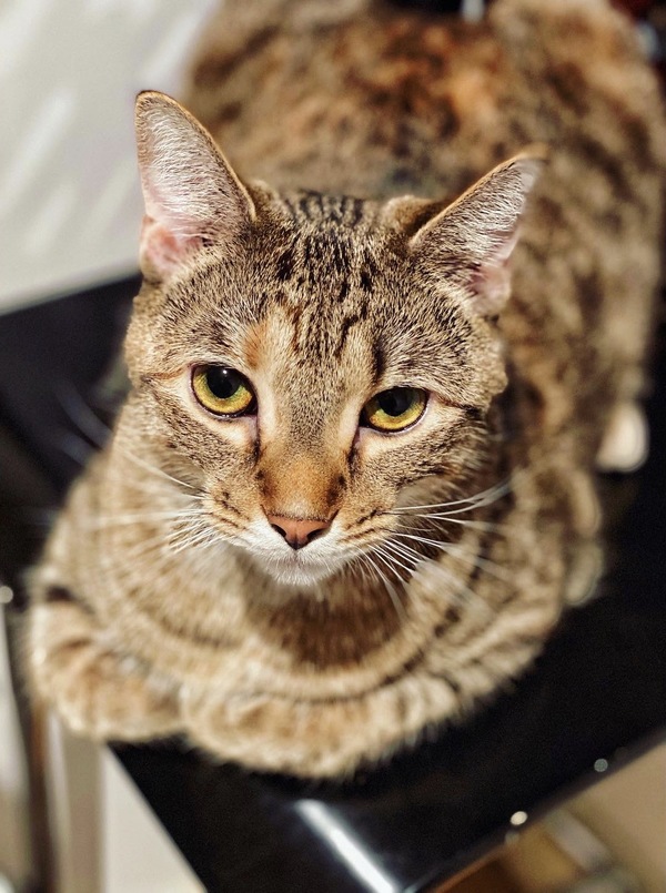 Tails of Broadway: Alice Ripley Cuddles Up with Carly and Suzy Image
