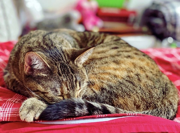 Tails of Broadway: Alice Ripley Cuddles Up with Carly and Suzy Image