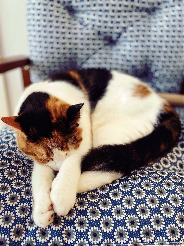 Tails of Broadway: Alice Ripley Cuddles Up with Carly and Suzy Image
