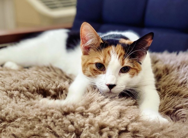 Tails of Broadway: Alice Ripley Cuddles Up with Carly and Suzy Image