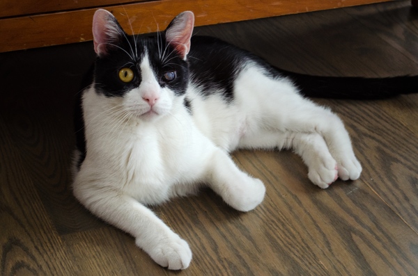 Tails of Broadway: Beth Leavel Plays Around with Malcolm! Image