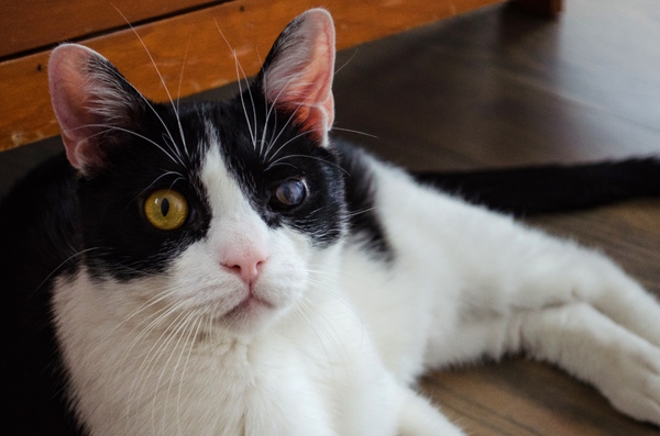 Tails of Broadway: Beth Leavel Plays Around with Malcolm! Image