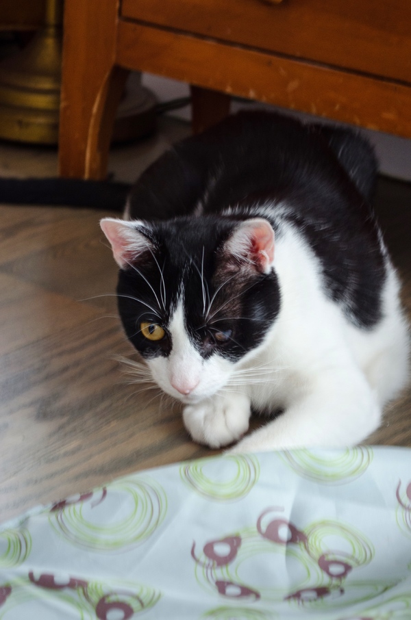 Tails of Broadway: Beth Leavel Plays Around with Malcolm! Image