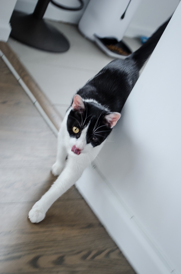 Tails of Broadway: Beth Leavel Plays Around with Malcolm! Image