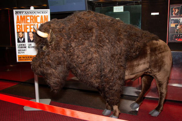 Photo Coverage: Nickel the Buffalo Takes Residence at AMERICAN BUFFALO Image
