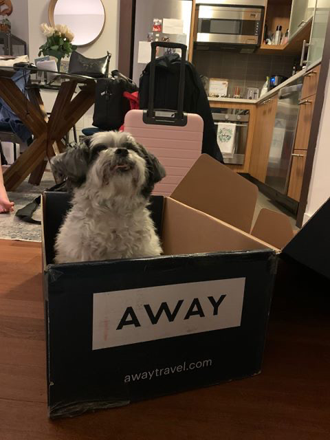 Broadway Stars and Their Pets Celebrate National Puppy Day! Image