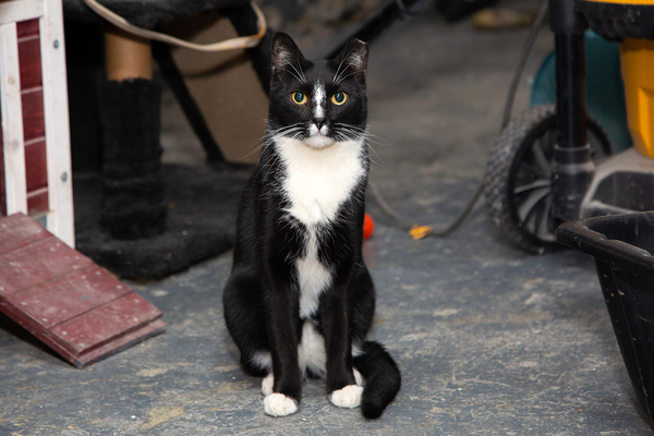 BWW Exclusive: Cats (But Not CATS) Take Center Stage Image