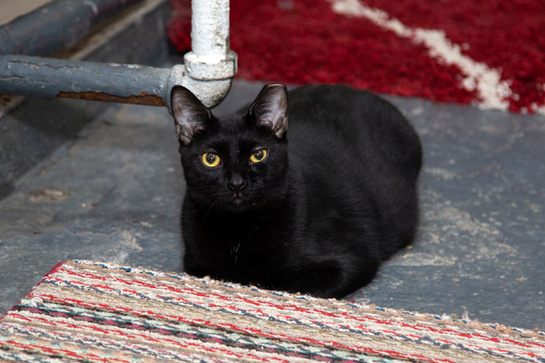 BWW Exclusive: Cats (But Not CATS) Take Center Stage Image