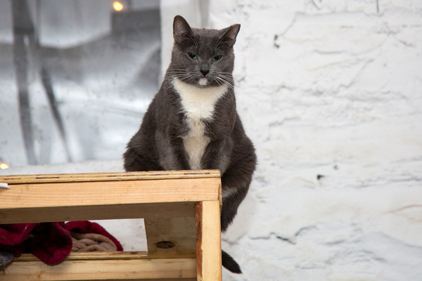 BWW Exclusive: Cats (But Not CATS) Take Center Stage Image