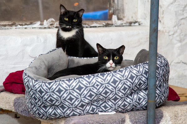 BWW Exclusive: Cats (But Not CATS) Take Center Stage Image
