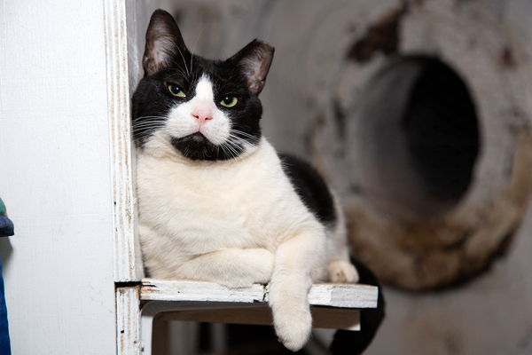 BWW Exclusive: Cats (But Not CATS) Take Center Stage  Image