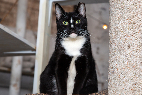 BWW Exclusive: Cats (But Not CATS) Take Center Stage Image