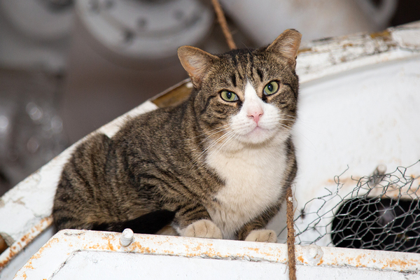 BWW Exclusive: Cats (But Not CATS) Take Center Stage Image