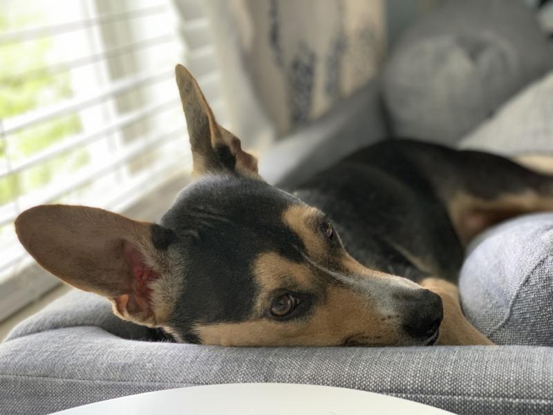 BWW Backstage Pets: MIKE SABLONE and Cooper 