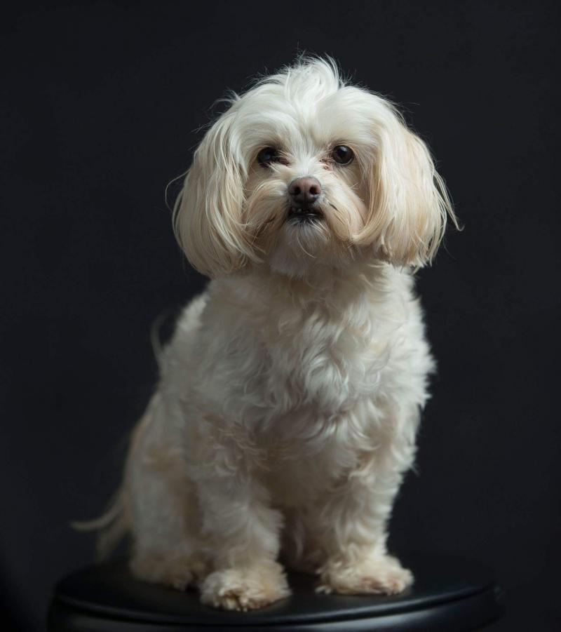 BWW Backstage Pets: MAEGAN MCNERNEY AZAR & THOMAS AZAR and Benjamin  Image