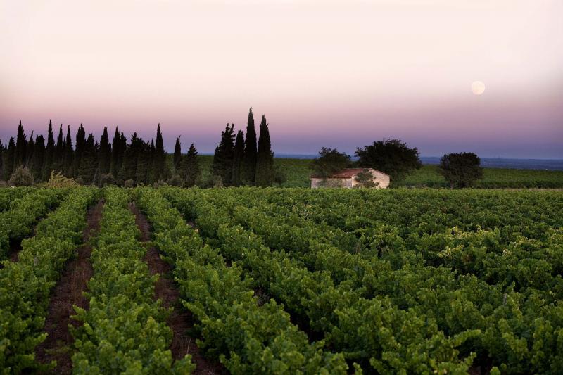 Rosé Wines are In Season – Exquisite Choices Image