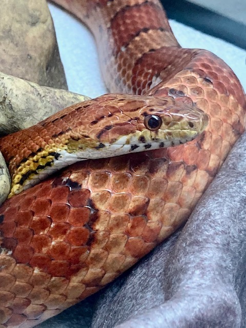 Feature: Cabaret Critters Image