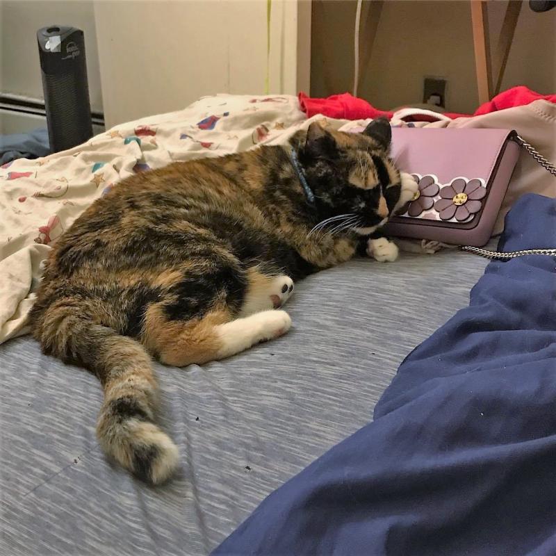 Feature: Cabaret Critters Image