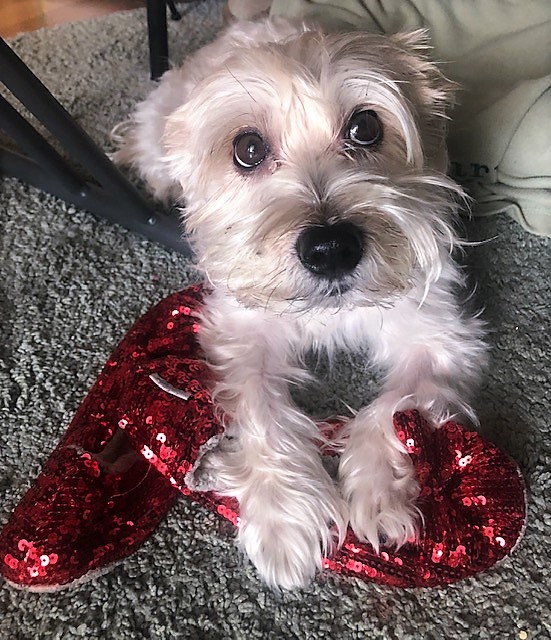 Feature: Cabaret Critters Image