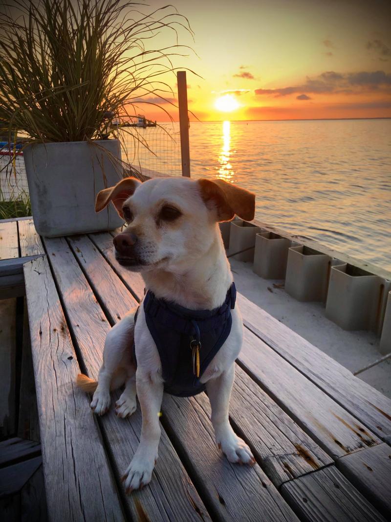 Feature: Cabaret Critters Image