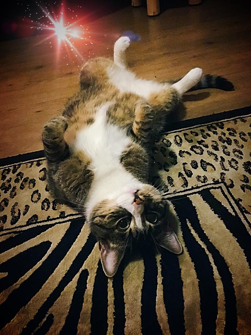Feature: Cabaret Critters Image