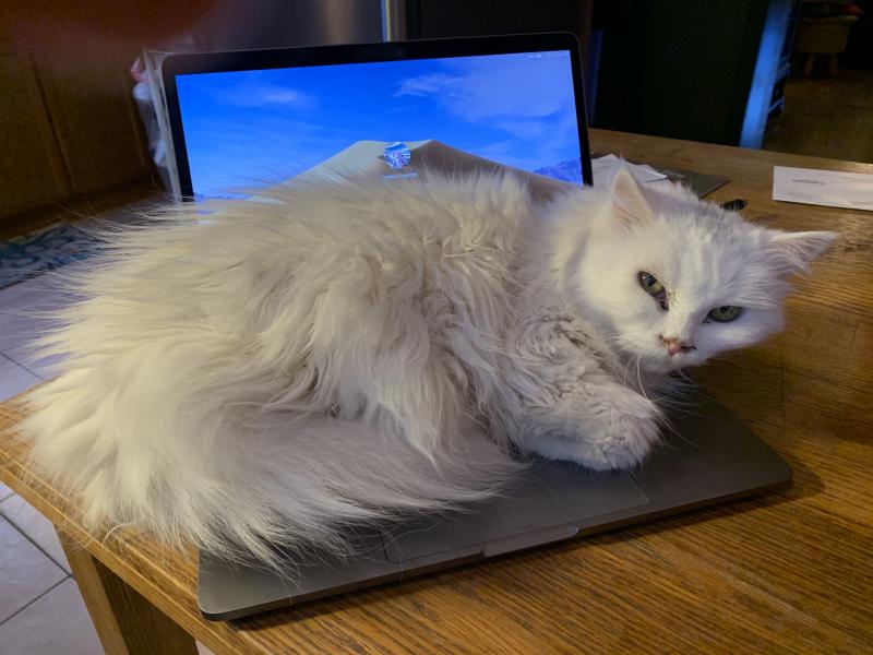 Feature: Cabaret Critters Image