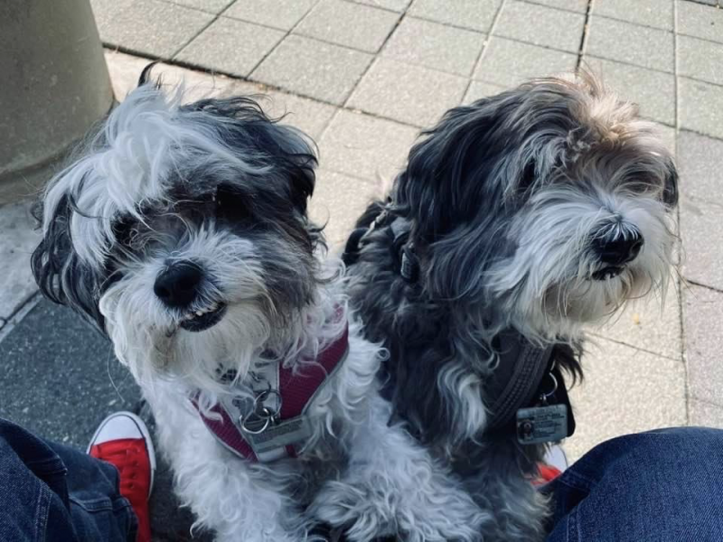 Feature: Cabaret Critters Image