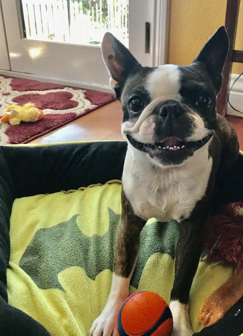 Feature: Cabaret Critters Image