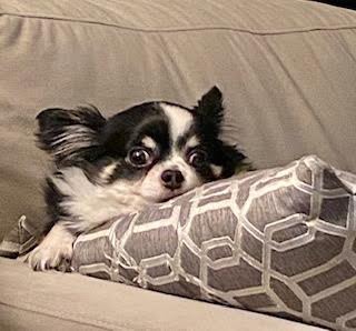 Feature: Cabaret Critters Image