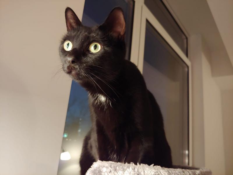Feature: Cabaret Critters Image
