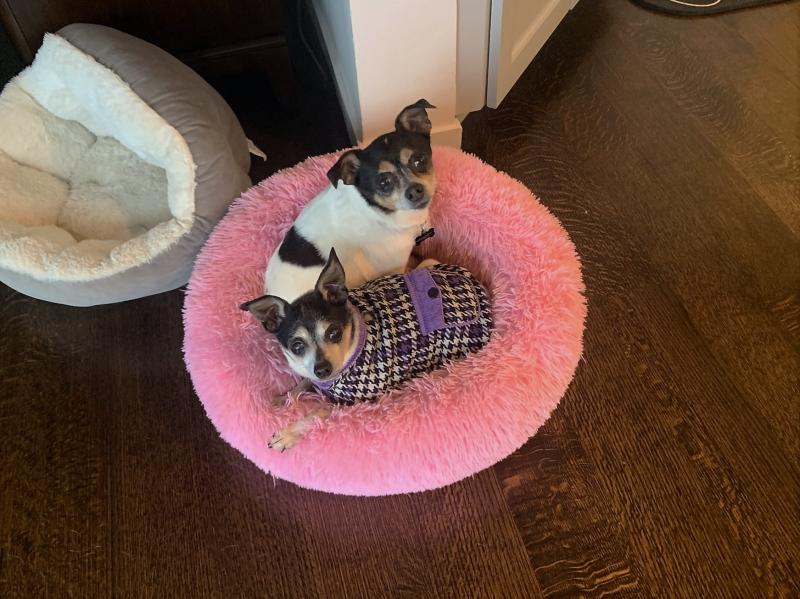 Feature: Cabaret Critters Image