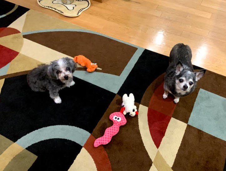 Feature: Cabaret Critters Image