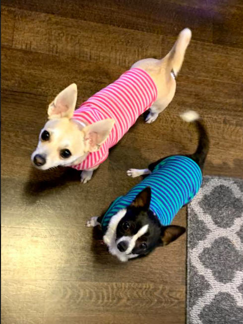Feature: Cabaret Critters Image